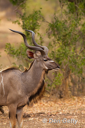 Kudu_G_Z2F7945
