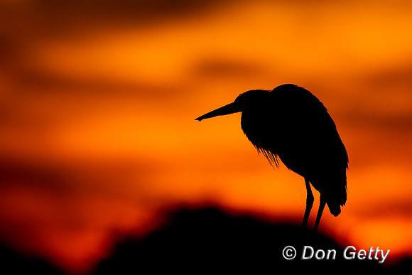 Heron_GB_Z2F1208