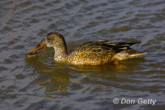Shoveler_N_R8D0760