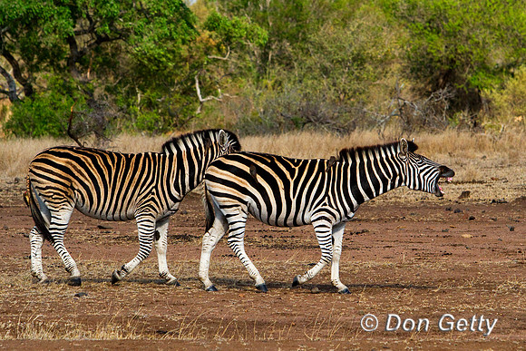 Zebra_P_MG_3663