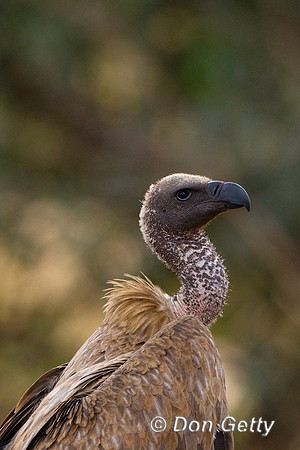 Vulture_WB_Z2F7283
