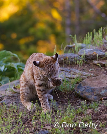 Bobcat_Z2F2268