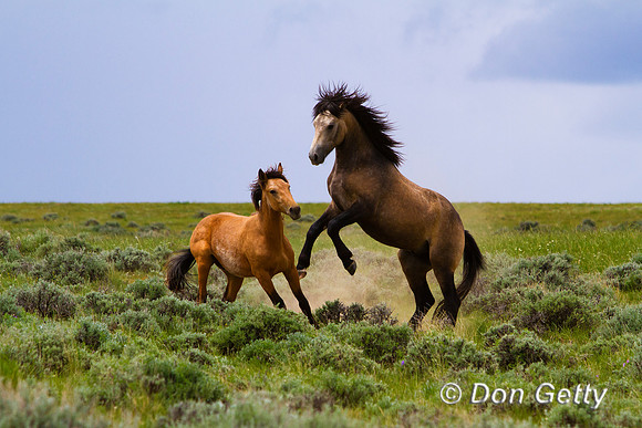 Horse_MG_7109