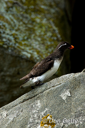 Parakeet Auklet