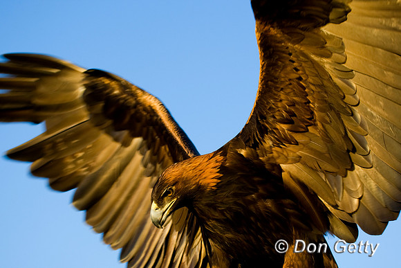 Golden Eagle