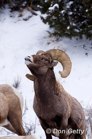 Bighorn Sheep