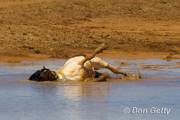 Horse_BZ2F0262