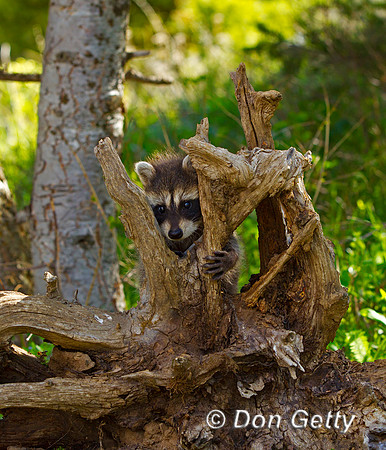 Raccoon_Z2F4821