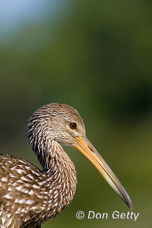 Limpkin_D4B7789