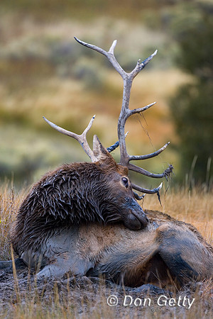 Elk_R8D6722