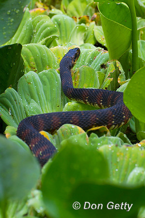 Snake_FBW_Z2F2749