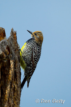 Sapsucker_Will_Z2F1440