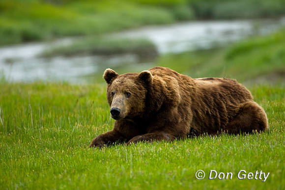 Brown Bear