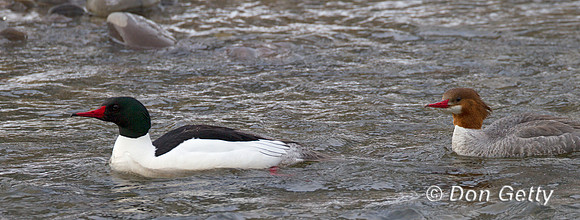 Common Merganser