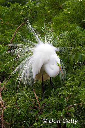 Great Egret