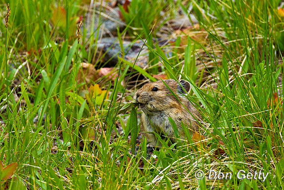 Pika_BZ2F4842