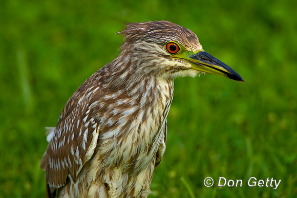Heron_Blk-crwnd_Night_D4B7982