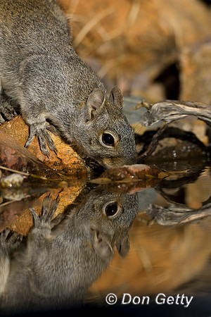 Squirrel_AZ-G_MR8D5695