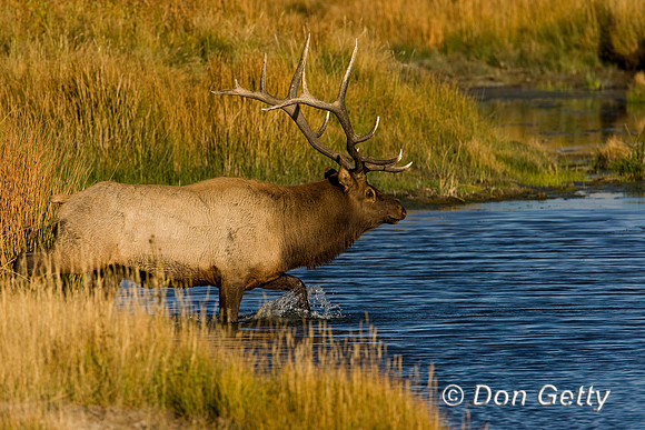 Elk_D4B8379