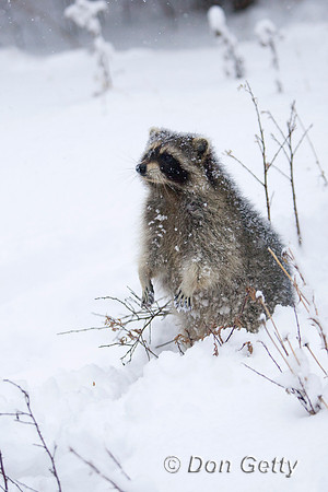 Raccoon_D4B2657