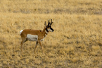 Pronghorn
