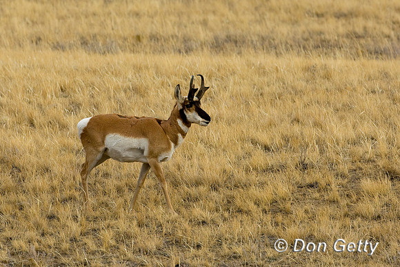 Pronghorn