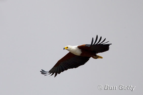 Eagle_Fish_Z2F5468