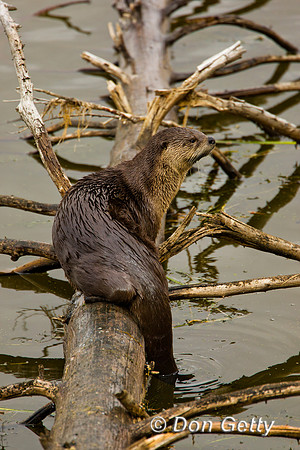 Otter_River_D4B0604