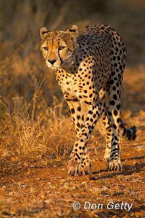 Cheetah_MG_5267