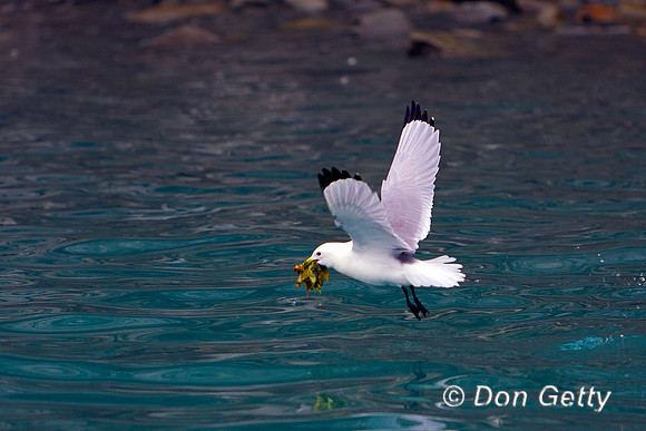 Black-legged Kittiwake