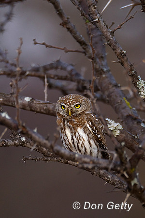 Owlet_PS_Z2F1568
