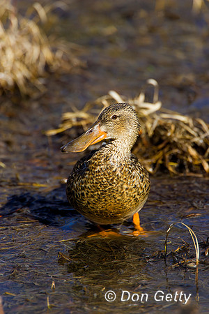 Shoveler_N_R8D1323