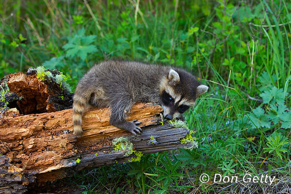 Raccoon_Z2F5602