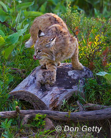 Bobcat_Z2F2488