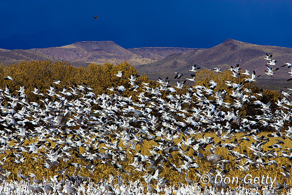 Snow Goose