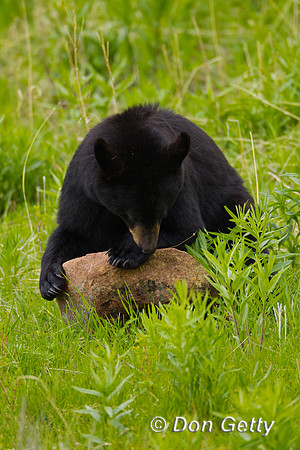 Black Bear