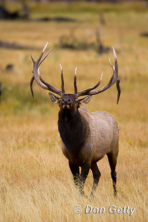 Elk_MR8D0844