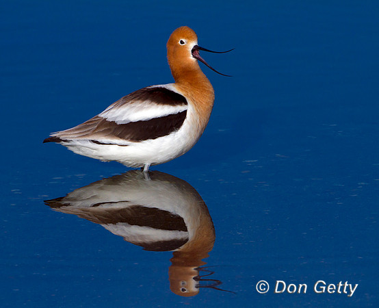 Avocet