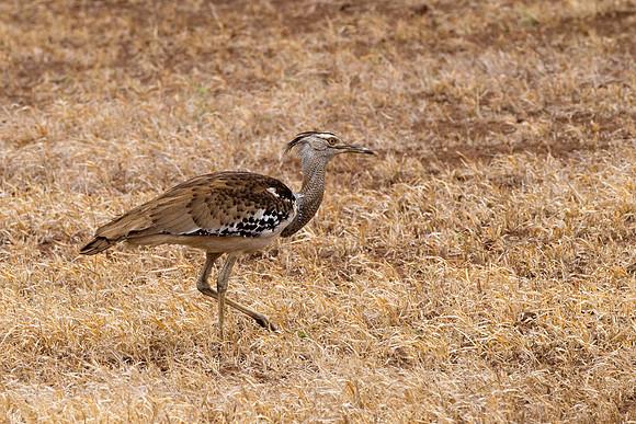 Bustard_K_Z2F8374