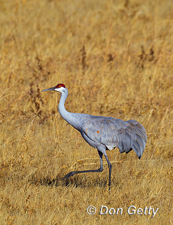 Sandhill Crane