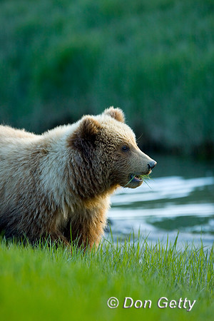 Brown Bear