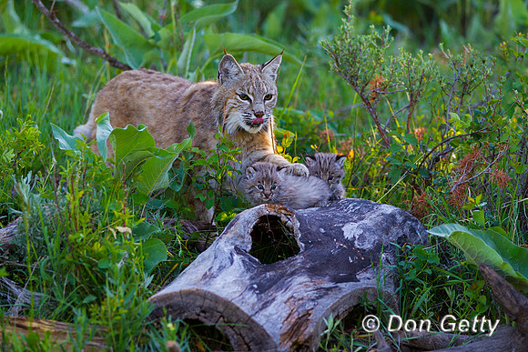 Bobcat_Z2F2595