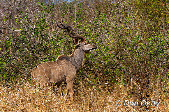 Kudu_G_MG_3766