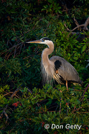 Heron_Grt_Blue_D4B6931