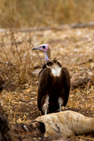 Vulture_H_Z2F7236
