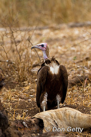Vulture_H_Z2F7236
