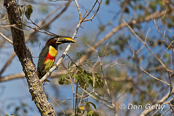 Chestnut-eared Aracari