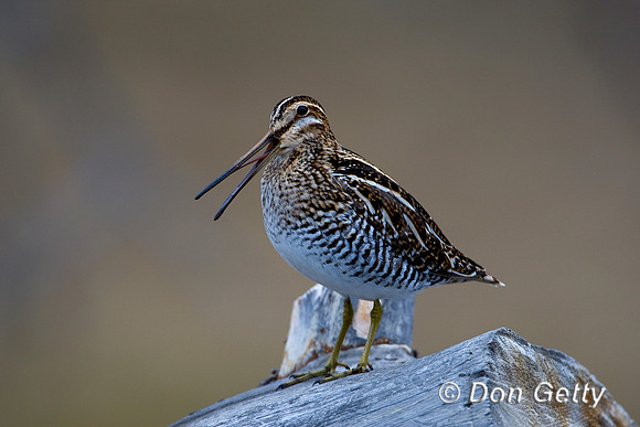 Snipe_Wil_D4B9869