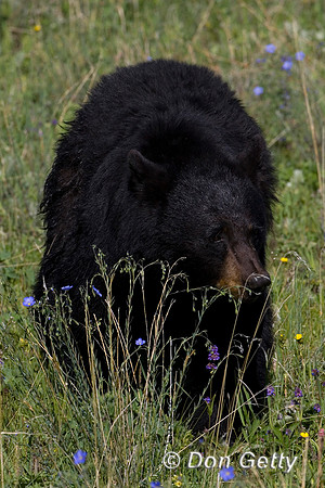 Black Bear
