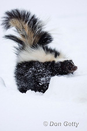 Skunk_D4B3759